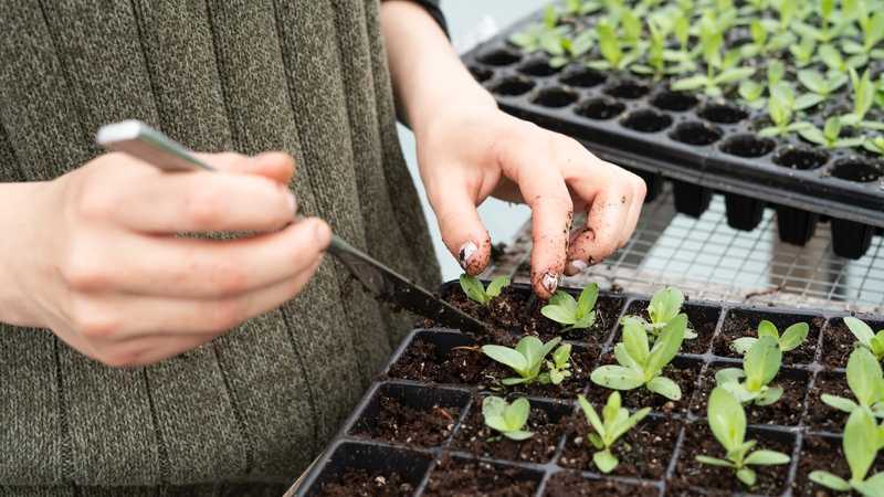 Tips for creating a budget-friendly garden